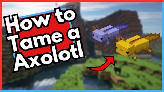 How to Tame a Axolotl in Minecraft [upl. by Ecinehs]