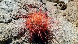 California Barrel Cactus Ferocactus cylindraceus AnzaBorrego Desert California [upl. by Nhepets]