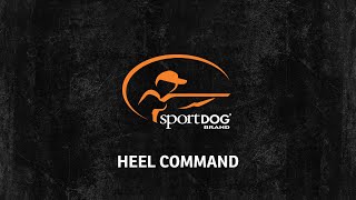 Tom Dokken  Heel command  wwwsportdogcom [upl. by Pacien]