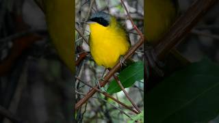 Arañero cara negra ❤️ Masked Yellowthroat Geothlypis aequinoctialis velata [upl. by Anialram]