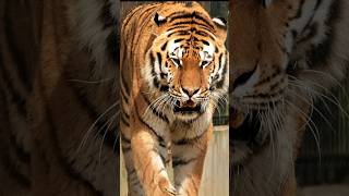 Tigre bichos curiosidades animais shorts [upl. by Dnalyar133]