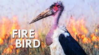 These Birds Use Fire To Hunt [upl. by Adnerol]