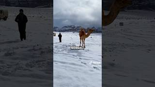 En el desierto del Sahara cae nieve ❄️ 🐪 [upl. by Anaej]