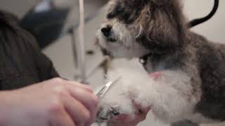 Pawgo LA Schanuzer Doodle Schnoodle Grooming [upl. by Toth]