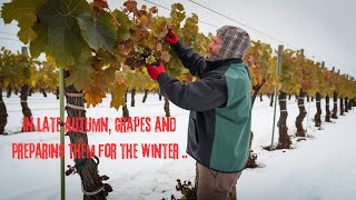 In late autumn grapes and preparing them for the winter autumn grape fruit [upl. by Northey88]