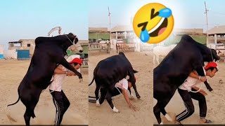 Funny Videos Compilation 🤣 Pranks  Amazing Stunts l Trending Viral Comedy Funny Videocomedy funny [upl. by Anceline]