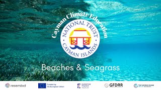 Beaches amp Seagrass in Cayman [upl. by Yddeg]