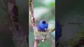 822  Blacknecked Flycatcher nesting birds nature animals rotanafarm nest wildbirds wildlife [upl. by Emirac]