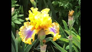 Schreiner’s Iris Garden Tour [upl. by Mariann78]