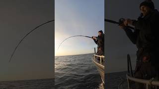 Skrei cod 🎣 northernnorway fishing fish fishinglife fishingvideo fiske sorvaergjestehus sea [upl. by Yenruoj]