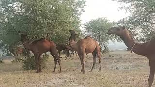 Beautiful Camels Jurneykamal Puri Daachi Farm [upl. by Llertal]