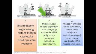 TRANSLACJA  synteza białek  genetyka  KOREPETYCJE z BIOLOGII  216 [upl. by Aaron]