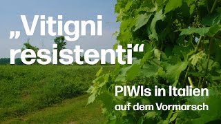 quotVitigni resistentiquot – PIWISorten werden auch in Italien immer wichtiger [upl. by Hilleary529]