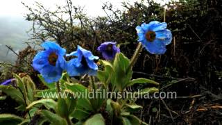 Meconopsis betonicifolia in Tibet  stunningly beautiful Himalayan bloom [upl. by Refeinnej708]