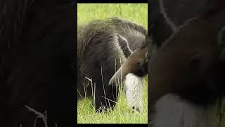 Giant Anteater Myrmecophaga tridactyla attacks doganimals [upl. by Cinimod]