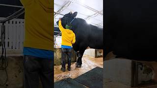 Holstein bull standing over 18 meters [upl. by Elspeth]