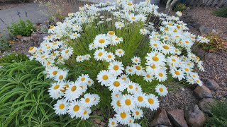 Growing Shasta Daisy from seeds with all updates [upl. by Anyt]