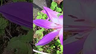 残暑続く・・・ ①イヌサフラン！ Meadow saffron [upl. by Jamill]