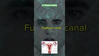 Uterus song nursinglicense nursingstudent midwifery [upl. by Eittam]