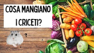 TUTTI I CIBI CHE I CRICETI POSSONO MANGIARE [upl. by Meehyr993]