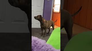 Who can resist those wagging tails puppyvideos [upl. by Honora]