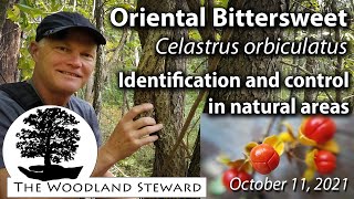 Oriental Bittersweet Celastrus orbiculatus – Identification and Control in Natural Areas [upl. by Yelich]