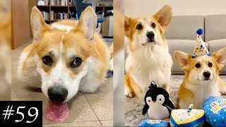 Best Corgi 🐶💜 Compilation  Funny Moments With Corgis [upl. by Dayiz141]