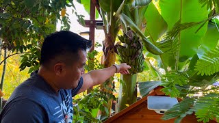 Winter is Coming  When to Pick Your Tropical Fruits in Californias Central Valley [upl. by Rebhun]