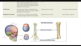 ARTICULACIONES FIBROSAS Y SU CLASIFICACION [upl. by Fonzie]