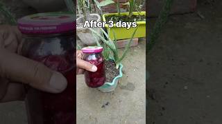 Home made fertilizer in Aloevera 🧅🧅fertilizer aloevera onion [upl. by Natie]