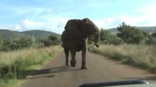 Pilanesberg Elephant [upl. by Islean833]