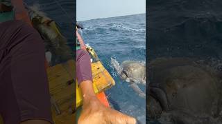 గెలానికి చిక్కుకున్న సముద్రపు తాబేలు turtle youngfisherman18 fishing sea trendingshortsviral [upl. by Charyl]