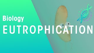 What Is Eutrophication  Agriculture  Biology  FuseSchool [upl. by Dimmick]