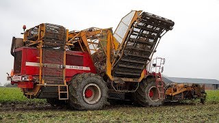 Grunniger Knollen koolraap rooien met Agrifac ZA215 EH [upl. by Iggy]