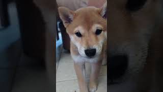 koji 10 week old shiba puppy doesnt like the puparazzi [upl. by Koral]