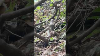 Baby Monkey play happily monkeylove babymonkey naturemonkey shortvideo [upl. by Neema]