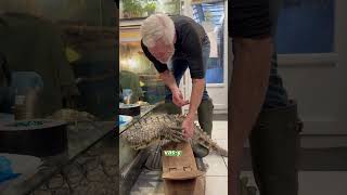 Gentil chien 🐊🐕shorts video [upl. by Aij405]