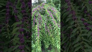 American beautyberry Callicarpa americana in Mint Family Lamiaceae [upl. by Ramraj429]