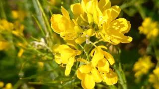 Mustard Flower Plant Flower Naturalvideo [upl. by Nwahsyar]