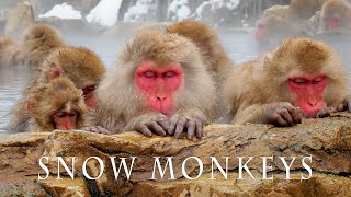 【4K Snowfall】SNOW MONKEY RESORTS 2021 地獄谷野猿公苑 4K [upl. by Anitsrik846]