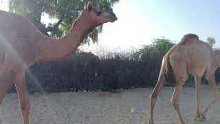 Camel walking evening Time Home House fypシ゚viral animals Sinduprmar [upl. by Aronas85]