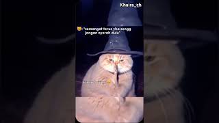 Kucing penyihir abla cadabla fypシ゚viral kucingpenyihir bismillahrame [upl. by Sherline]