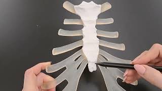 Anatomy of the Sternum in under 2 minutes [upl. by Sigfried801]