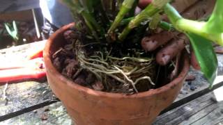 How To Repot a Dendrobium nobile orchid [upl. by Wsan]