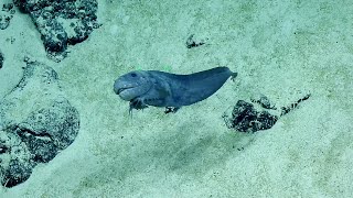 Smiley Snailfish  Nautilus Live [upl. by Miarzim]