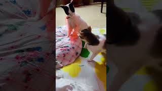 Cat slap 🤣🤣 funnycats funny [upl. by Tamis]