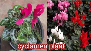 cyclamen plantcomplete care  tips and fertilizer  how to save cyclamen plant in summer [upl. by Assert]