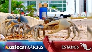 Cangrejos azules desovan en manglares de Cancún [upl. by Eedyak]