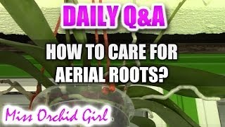 QampA  How to care for aerial roots on Phalaenopsis Orchids [upl. by Asiat766]