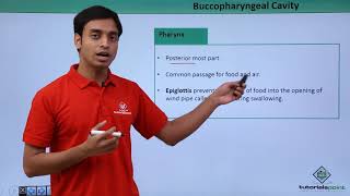 Class 11th – Alimentary Canal  Buccopharyngeal cavity  Digestion and Absorption  Tutorials Point [upl. by Aicelf]